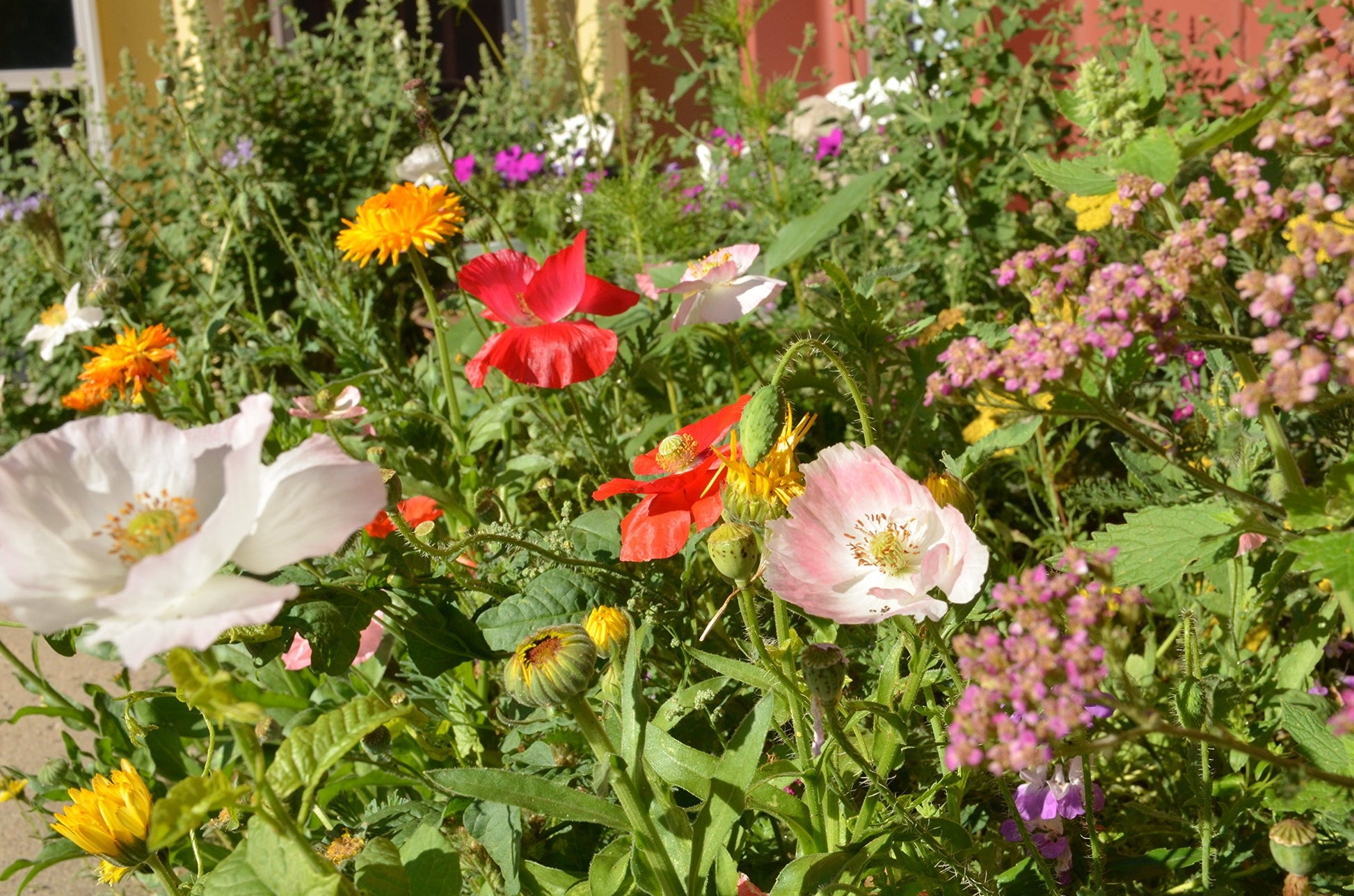 Colorful flower garden with various types of flowers in a natural setting