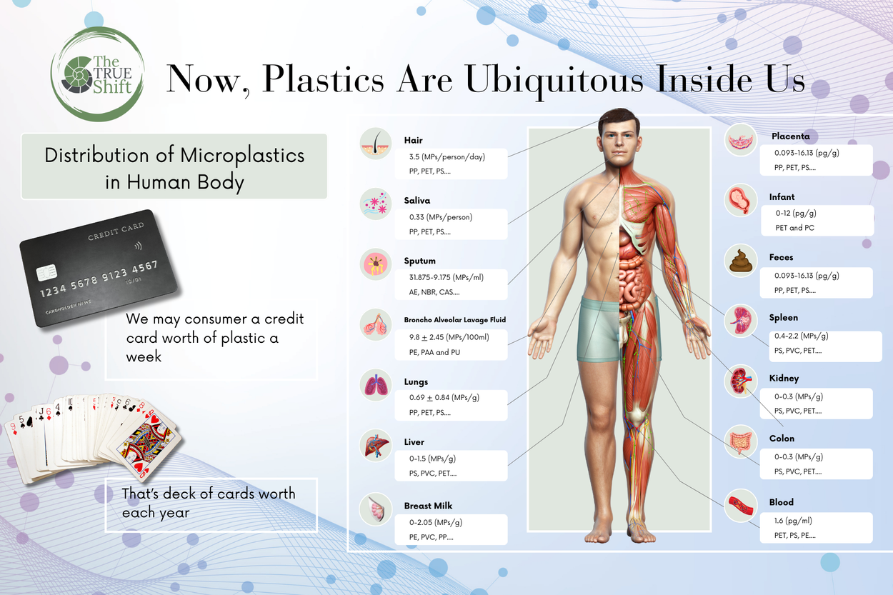 Infographic on microplastics in the human body with anatomical illustrations and text.